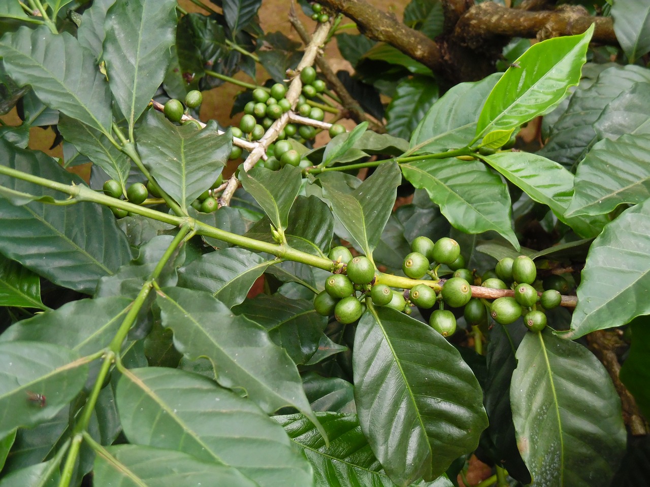 Kavos Auginimas, Mošis, Tanzanija, Afrika, Nemokamos Nuotraukos,  Nemokama Licenzija