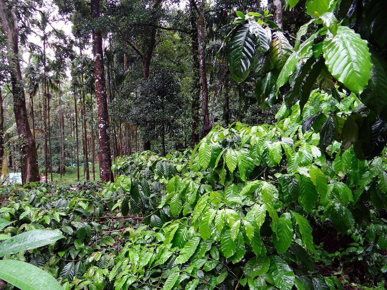 Kavos Plantacijos, Coffea Robusta, Madikeri, Coorg, Indija, Augalas, Botanikos, Ekologiškas, Botanika, Žolė