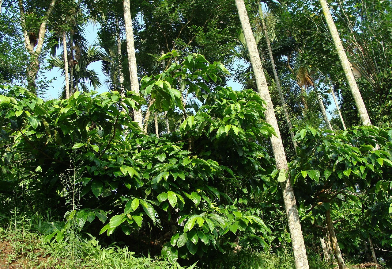 Kavos Plantacijos, Coffea Robusta, Arekos Palmės, Ammathi, Coorg, Indija, Nemokamos Nuotraukos,  Nemokama Licenzija
