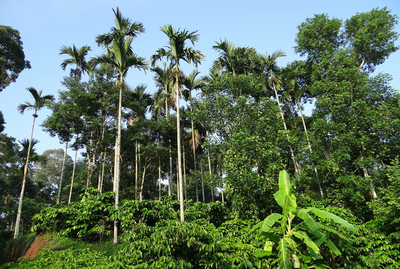 Kavos Plantacijos, Kalvos, Arekos Palmės, Ammathi, Coorg, Karnataka, Indija, Nemokamos Nuotraukos,  Nemokama Licenzija