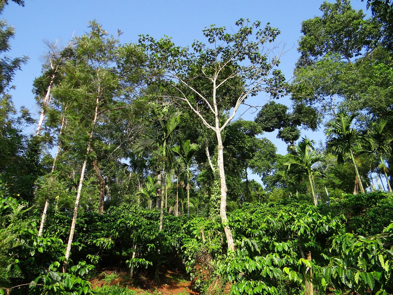 Kavos Plantacijos, Kalvos Nuolydis, Šešėliai Medžiai, Kodagu, Indija, Medis, Ekologiškas, Žemdirbystė, Lauke, Aplinka