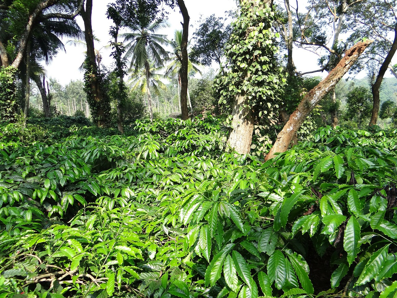 Kavos Plantacijos, Coffea Robusta, Ammathi, Coorg, Kodagu, Indija, Nemokamos Nuotraukos,  Nemokama Licenzija