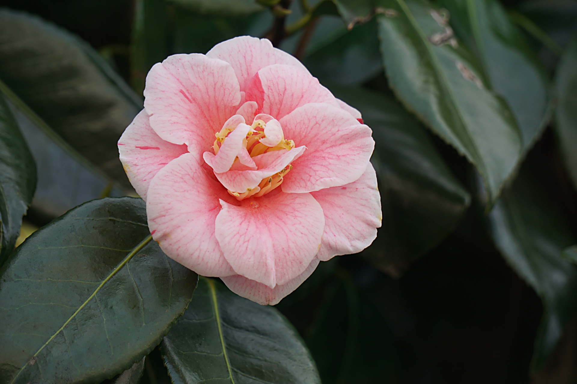 Japonica,  Gėlė,  Flora,  Žydėti,  Gamta,  Sodas,  Botanikos,  Rožinis,  Japonica, Nemokamos Nuotraukos