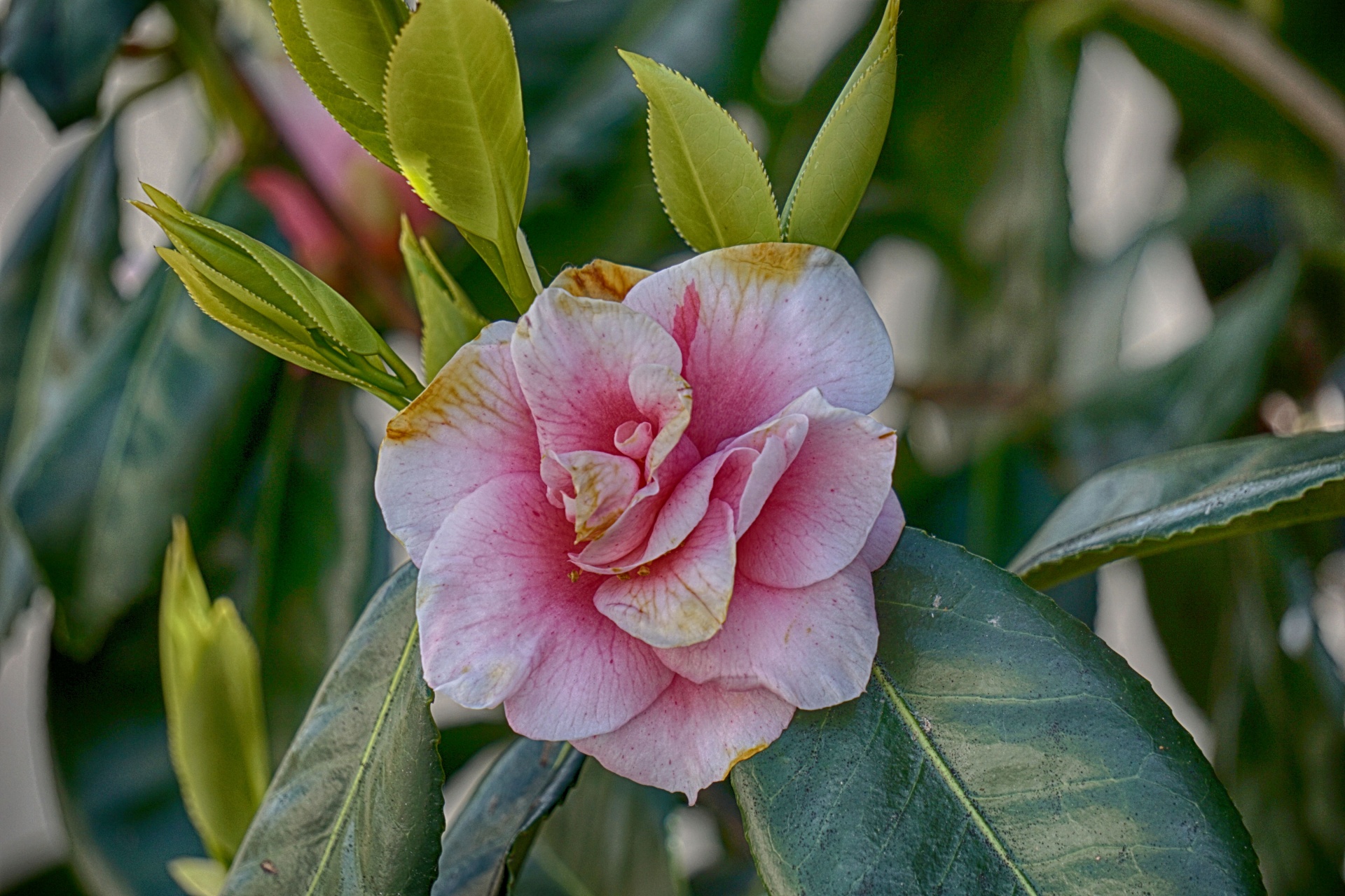 Gėlė,  Flora,  Japonica,  Žydėjimas,  Botanika,  Vasara,  Krūmas,  Japonica, Nemokamos Nuotraukos,  Nemokama Licenzija