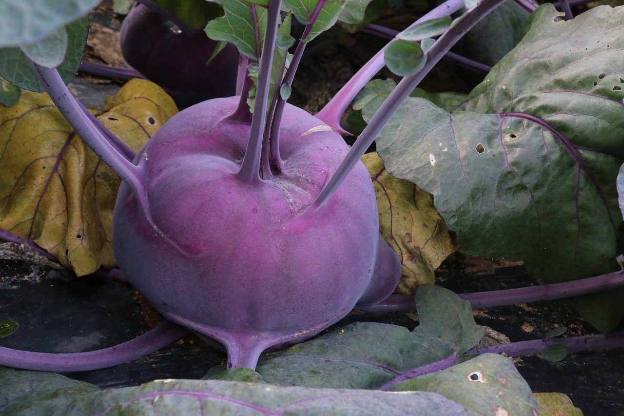 Kokso Santykis, Purples Cola Non, Kola Ne Derlius, Nemokamos Nuotraukos,  Nemokama Licenzija