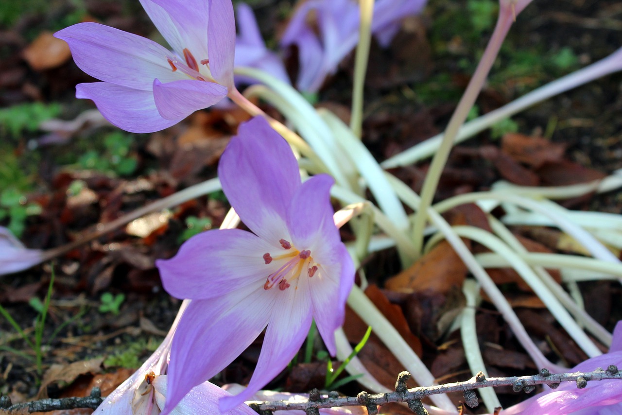 Kolchicum, Crocus Rudens, Purpurinės Gėlės, Ruduo, Gamta, Augalas, Pilnai Žydėti, Nemokamos Nuotraukos,  Nemokama Licenzija