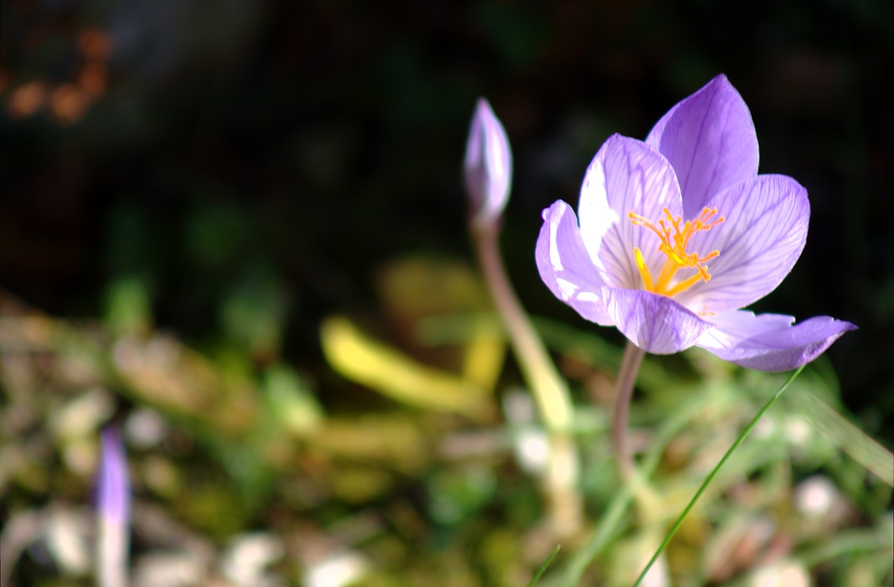 Kolchicum Hibridas, Žiedas, Žydėti, Gėlė, Rudens Gėlė, Violetinė, Nemokamos Nuotraukos,  Nemokama Licenzija