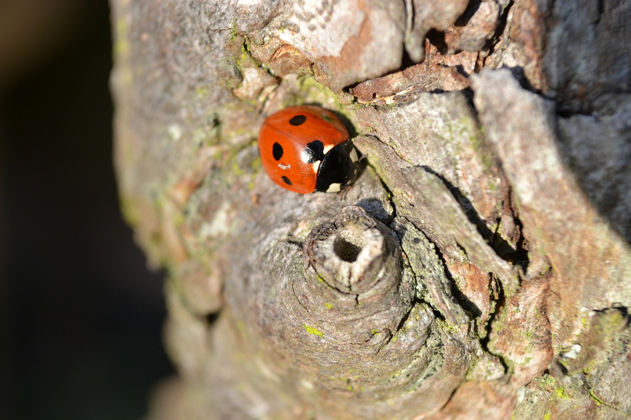 Coleoptera, Medis, Raudona, Juoda, Berniukas, Iš Arti, Gamta, Vabzdžiai, Nemokamos Nuotraukos,  Nemokama Licenzija