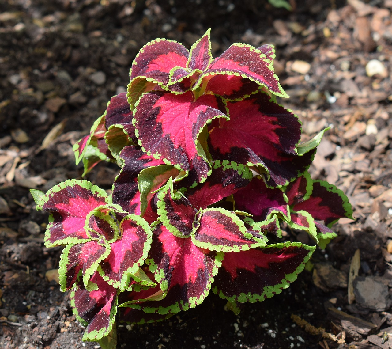 Coleus, Lapija, Lapai, Augalas, Sodas, Gamta, Spalvinga, Flora, Rožinis, Žalias