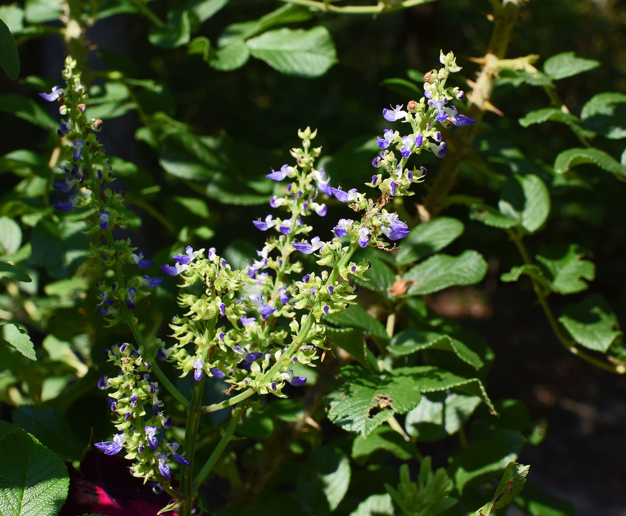 Coleus, Pumpurai, Gėlė, Žiedas, Žydi Augalas, Sodas, Gamta, Spalvinga, Flora, Balta