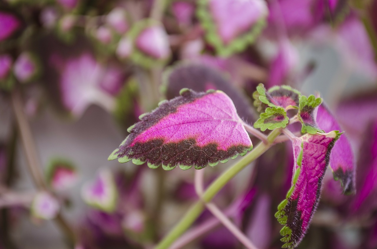 Coleus, Gėlės, Lapai, Gėlių, Augalas, Natūralus, Žiedas, Žydėti, Žiedlapis, Botanikos