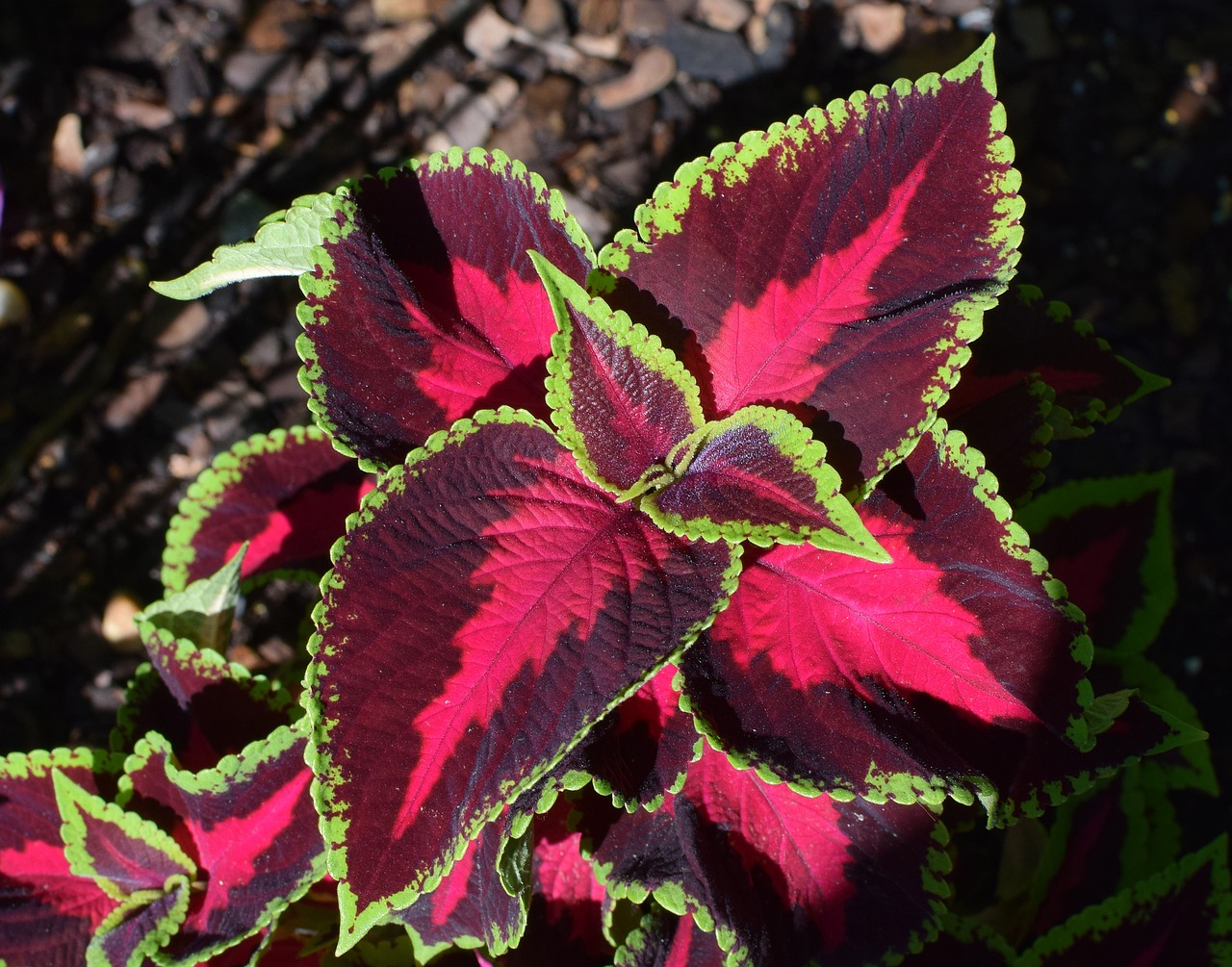 Coleus Lapai, Lapija, Lapai, Augalas, Sodas, Gamta, Spalvinga, Flora, Rožinis, Žalias