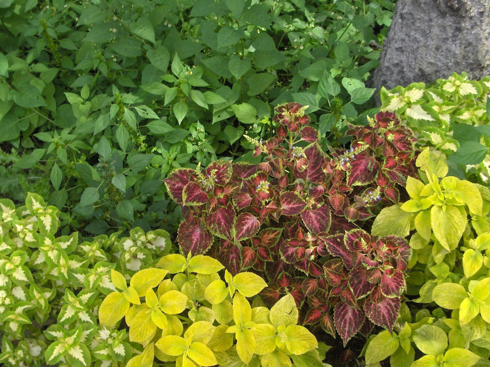 Augalai,  Lapija,  Spalvoti,  Coleus,  Coleus, Nemokamos Nuotraukos,  Nemokama Licenzija