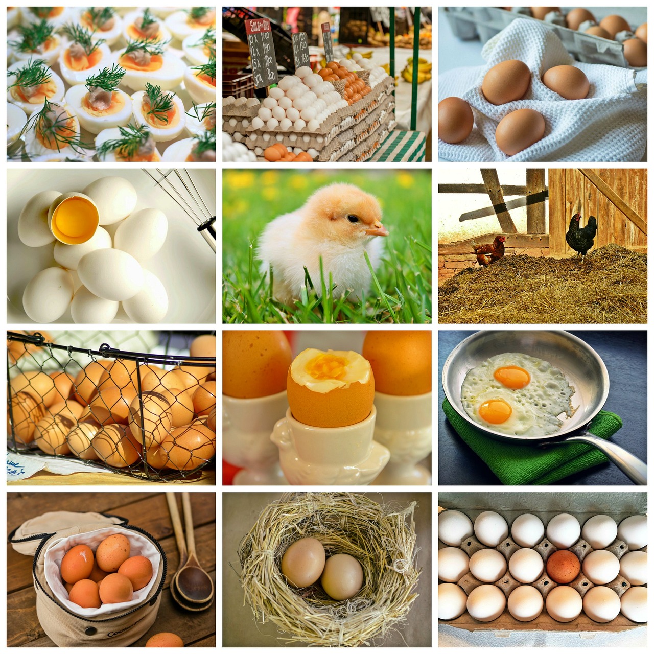 Koliažas, Kiaušinis, Vištiena, Viščiukai, Lizdas, Gyvūninės Kilmės Produktas, Maistas, Valgyti, Pusryčių Kiaušinis, Kiaušinių Dėžutė