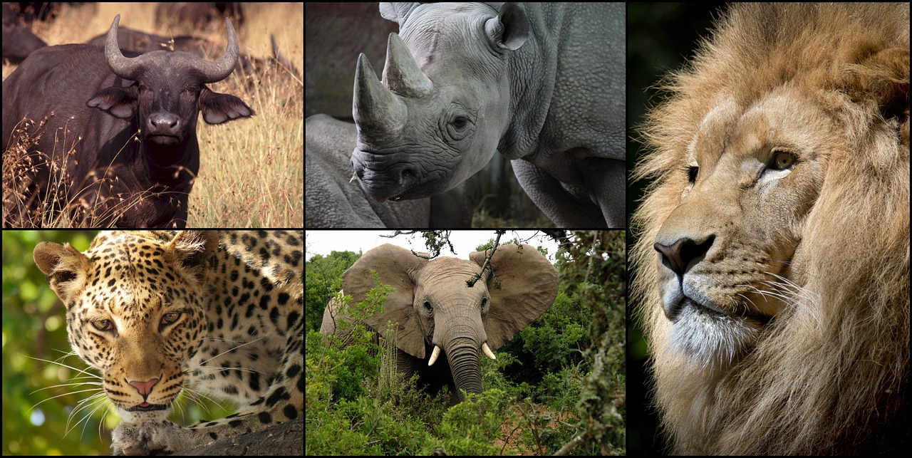 Koliažas, Afrika, Didelis 5, Gyvūnai, Liūtas, Džiunglių Karalius, Dramblys, Leopardas, Pelkių Buivolai, Raganos