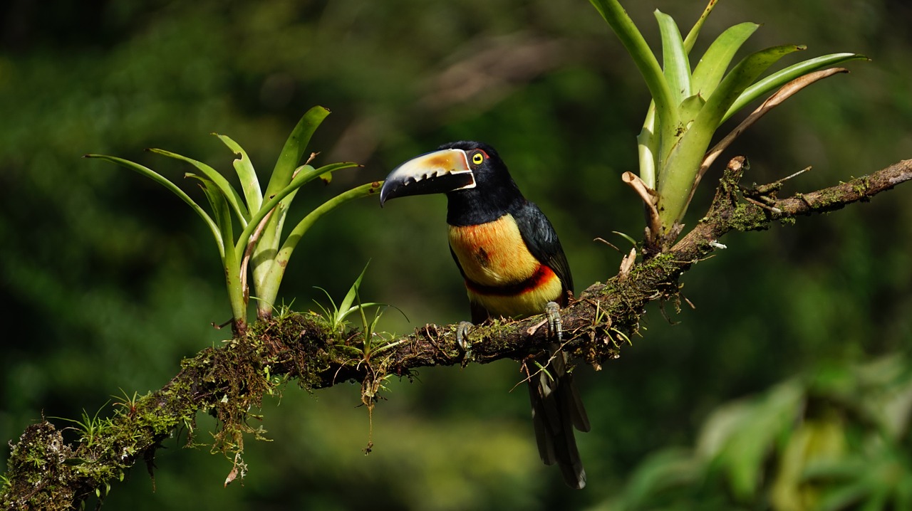 Apykaklės Aracari, Kosta Rika, Atogrąžų Miškai, Nemokamos Nuotraukos,  Nemokama Licenzija