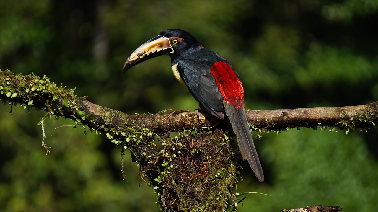 Apykaklės Aracari, Paukštis, Kosta Rika, Džiunglės, Nemokamos Nuotraukos,  Nemokama Licenzija