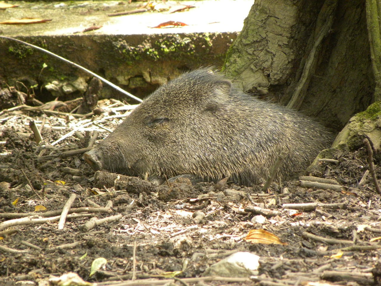 Apkeptoji Peccary, Kiaulė, Pilka, Miega, Miegoti, Gyvūnas, Nemokamos Nuotraukos,  Nemokama Licenzija