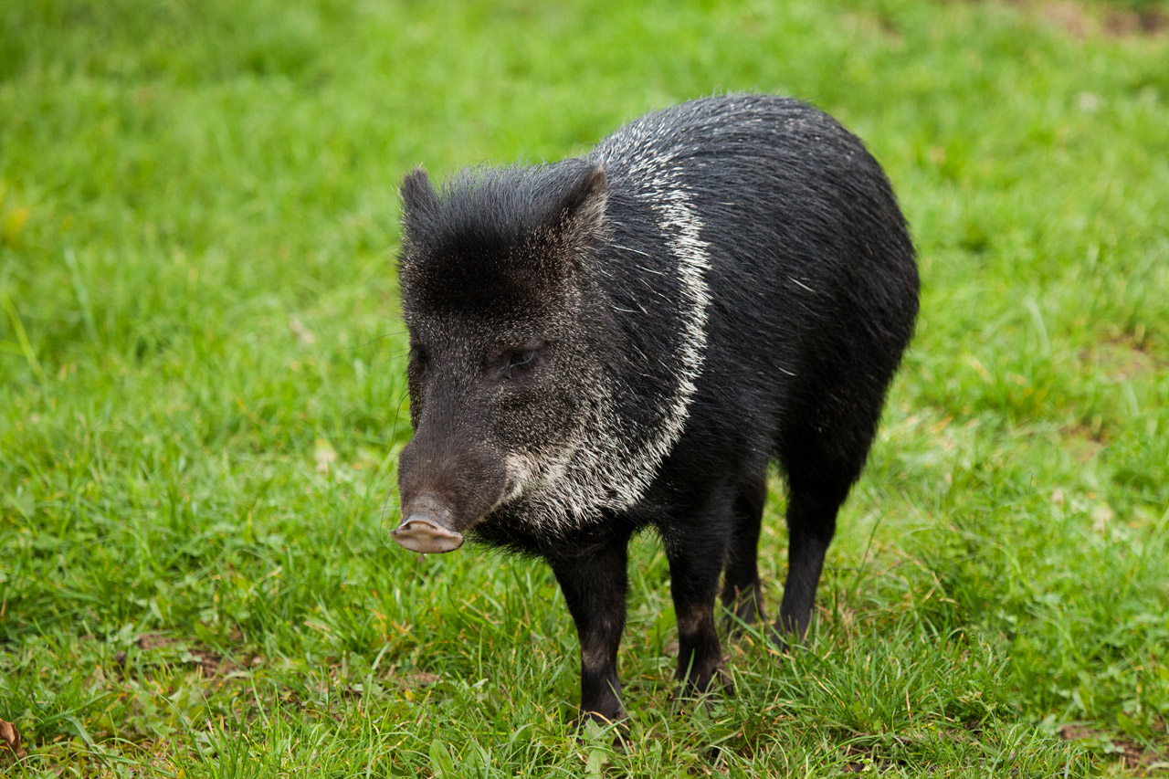 Gyvūnas,  Juoda,  Šernas,  Žolė,  Žalias,  Šernas,  Javelina,  Žinduolis,  Pecari,  Tajacu