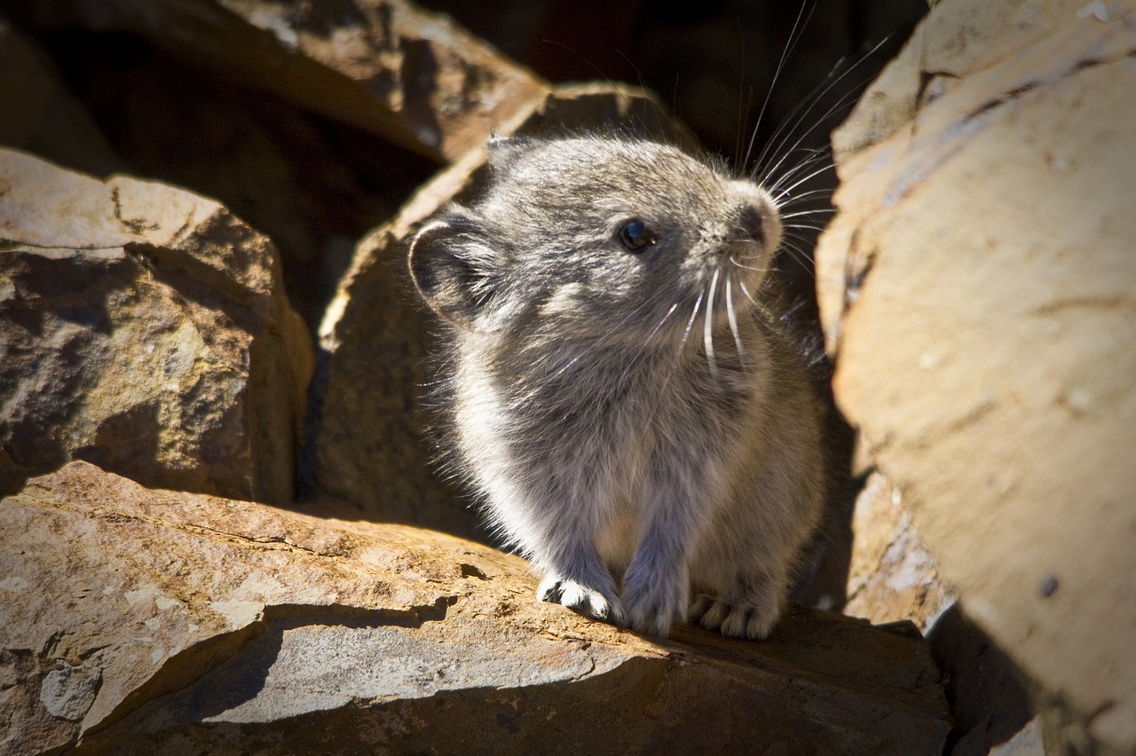 Apykakle Pika, Akmenys, Alpių, Riedulys, Mielas, Įdomu, Žiūri, Portretas, Pilka, Laukinė Gamta