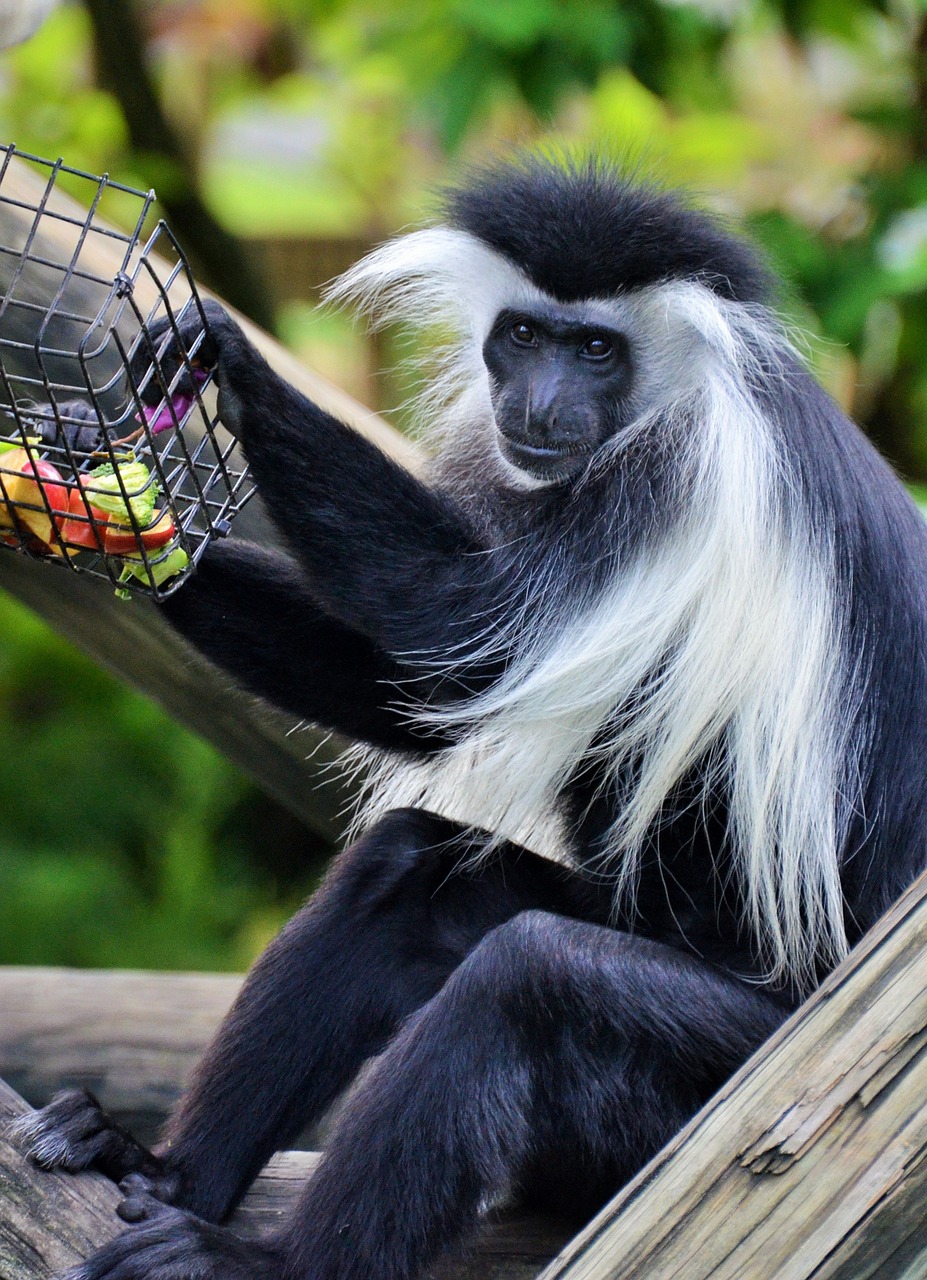 Kolobas, Colobus Guereza, Beždžionė, Gyvūnas, Gyvūnai, Laukiniai, Zoologijos Sodas, Gamta, Atrodo, Juoda Ir Balta