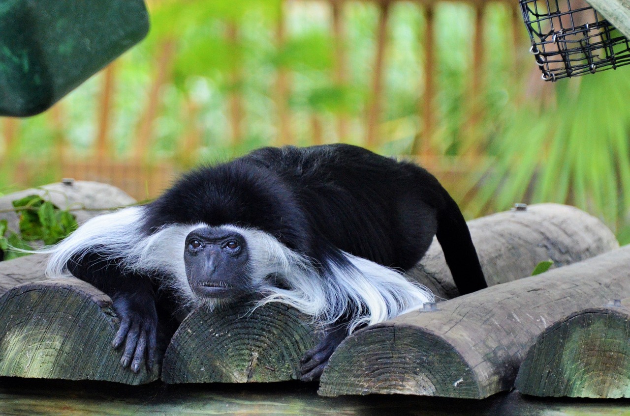 Kolobas, Colobus Guereza, Beždžionė, Gyvūnas, Gyvūnai, Laukiniai, Zoologijos Sodas, Gamta, Atrodo, Juoda Ir Balta