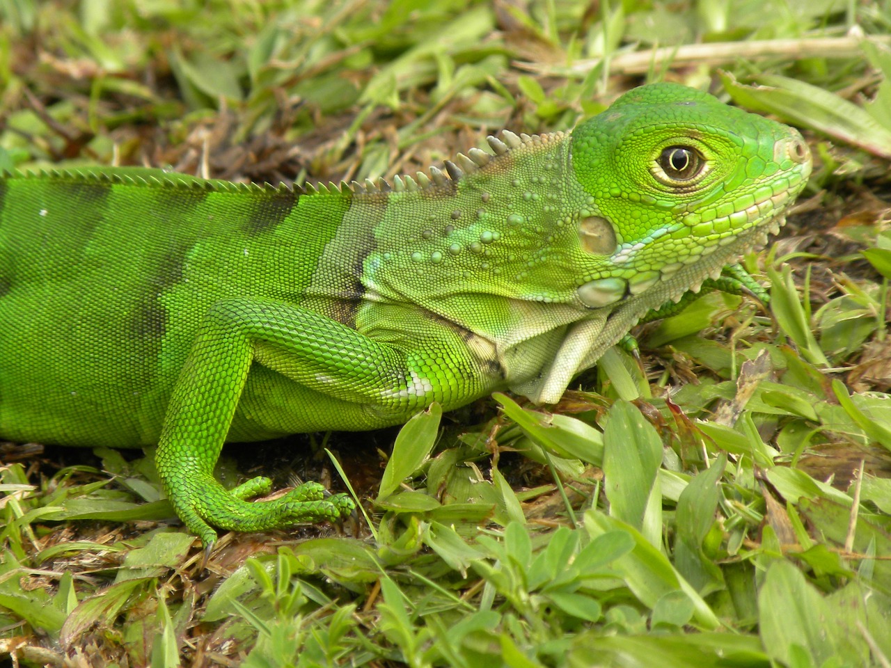 Kolumbija, Gyvūnai, Ropliai, Fauna, Gamta, Tumaco, Nariño, Nemokamos Nuotraukos,  Nemokama Licenzija