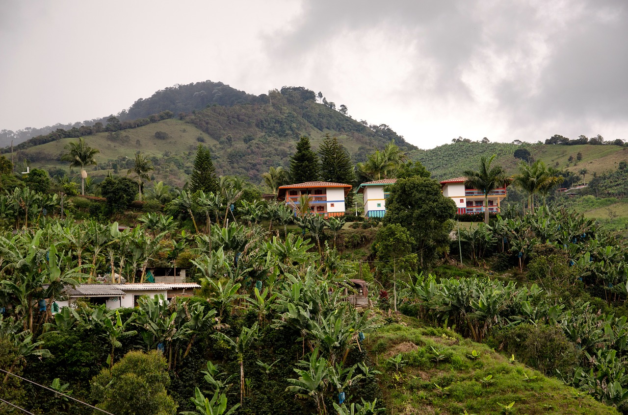 Kolumbija, Jardin, Kavos Zona, Kava, Kavos Auginimo Plotas, Antioksija, Finca, Bananai, Bananų Medis, Gamta