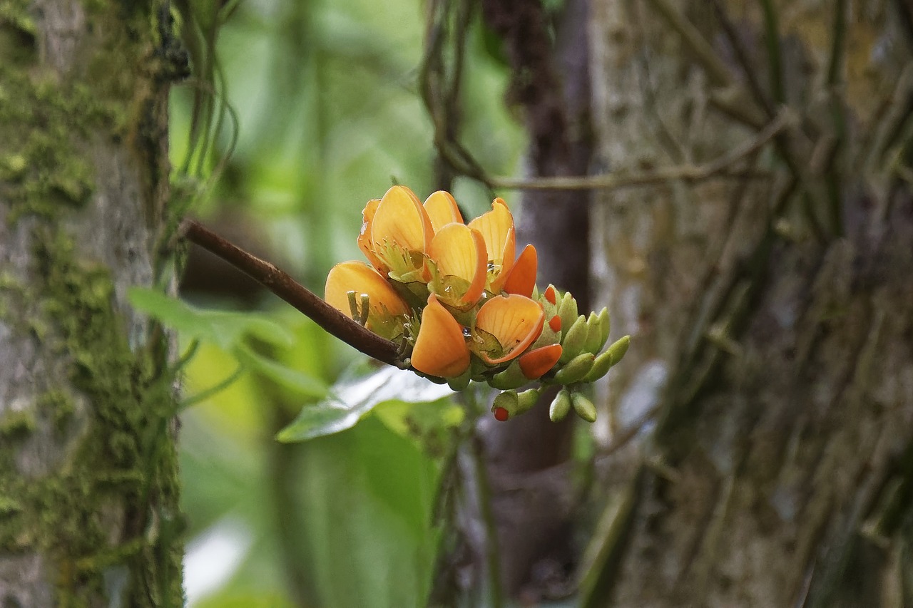 Kolumbija,  Tropics,  Augalų,  Gėlės,  Kelionė,  Gamta, Nemokamos Nuotraukos,  Nemokama Licenzija