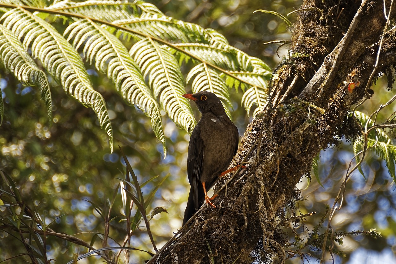 Kolumbija,  Tropics,  Paukštis,  Augalų,  Pobūdį,  Saulės Šviesa, Nemokamos Nuotraukos,  Nemokama Licenzija