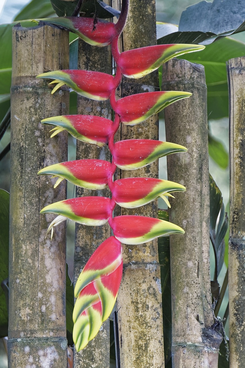 Kolumbija,  Tropics,  Augalų,  Gėlė,  Kelionė,  Pobūdį,  Floros,  Botanika,  Žiedas,  Žydi