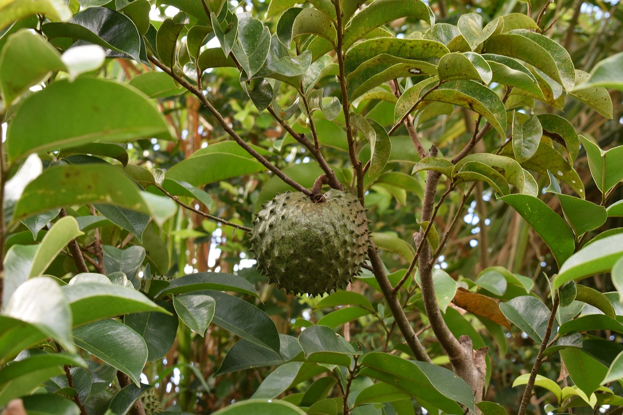 Kolumbija,  Vaisių,  Guanabana, Nemokamos Nuotraukos,  Nemokama Licenzija