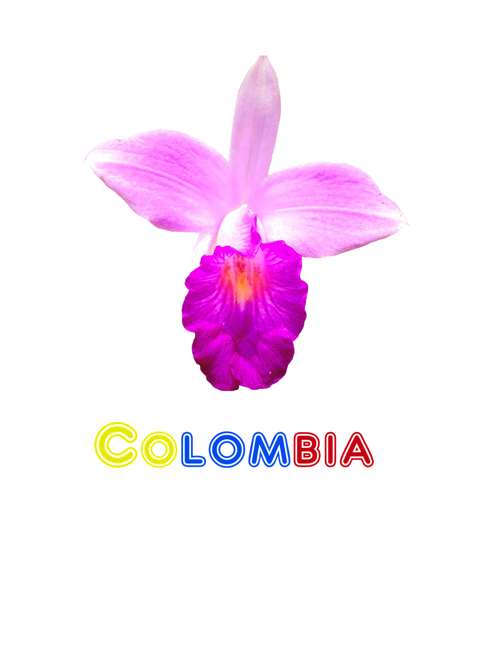 Kolumbija, Gėlė, Orchidėja, Gamta, Egzotiškas, Nemokamos Nuotraukos,  Nemokama Licenzija