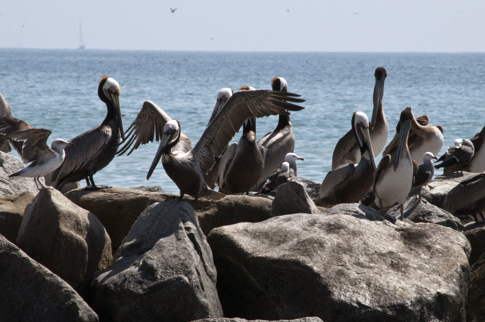 Pelican,  Pelikanai,  Paukštis,  Paukščiai,  Jūra,  Papludimys,  Vandenynas,  Pelikano Kolonija, Nemokamos Nuotraukos,  Nemokama Licenzija
