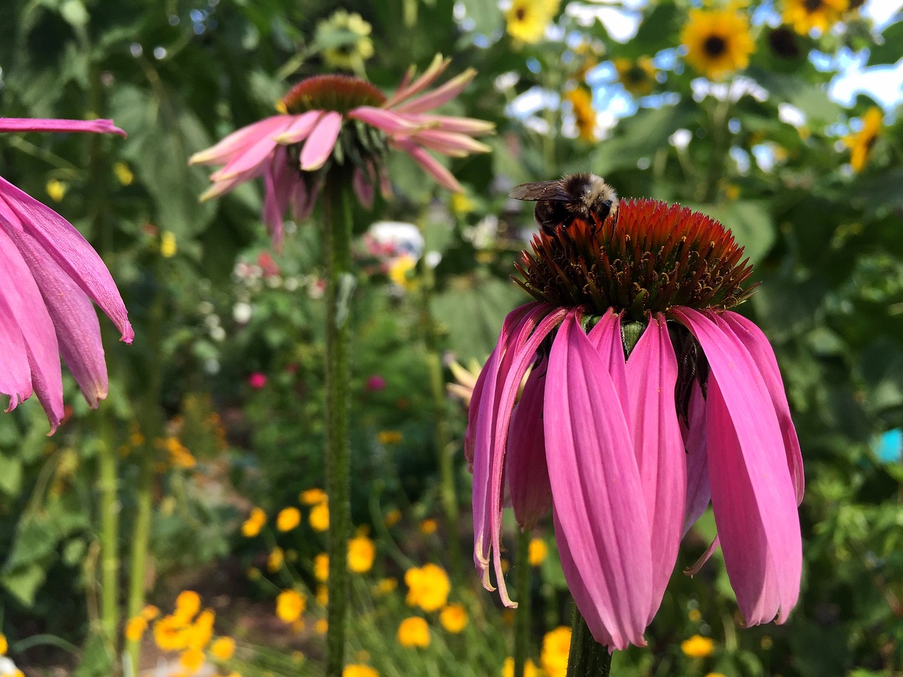 Spalvos Morfas, Patinas, Gimtoji Gėlė, Nektarinis, Apdulkintojas, Violetinė Voveraitė, Wildflower, Geltonos Spalvos Kamanos, Neįprastas, Nemokamos Nuotraukos