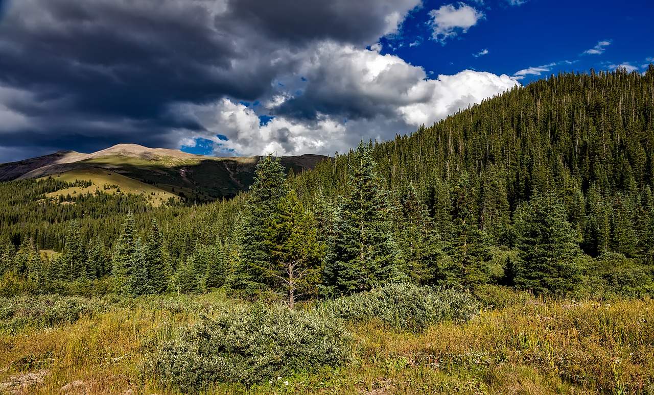 Colorado, Uolėti Kalnai, Miškas, Medžiai, Miškai, Pieva, Laukas, Kraštovaizdis, Vaizdingas, Gamta