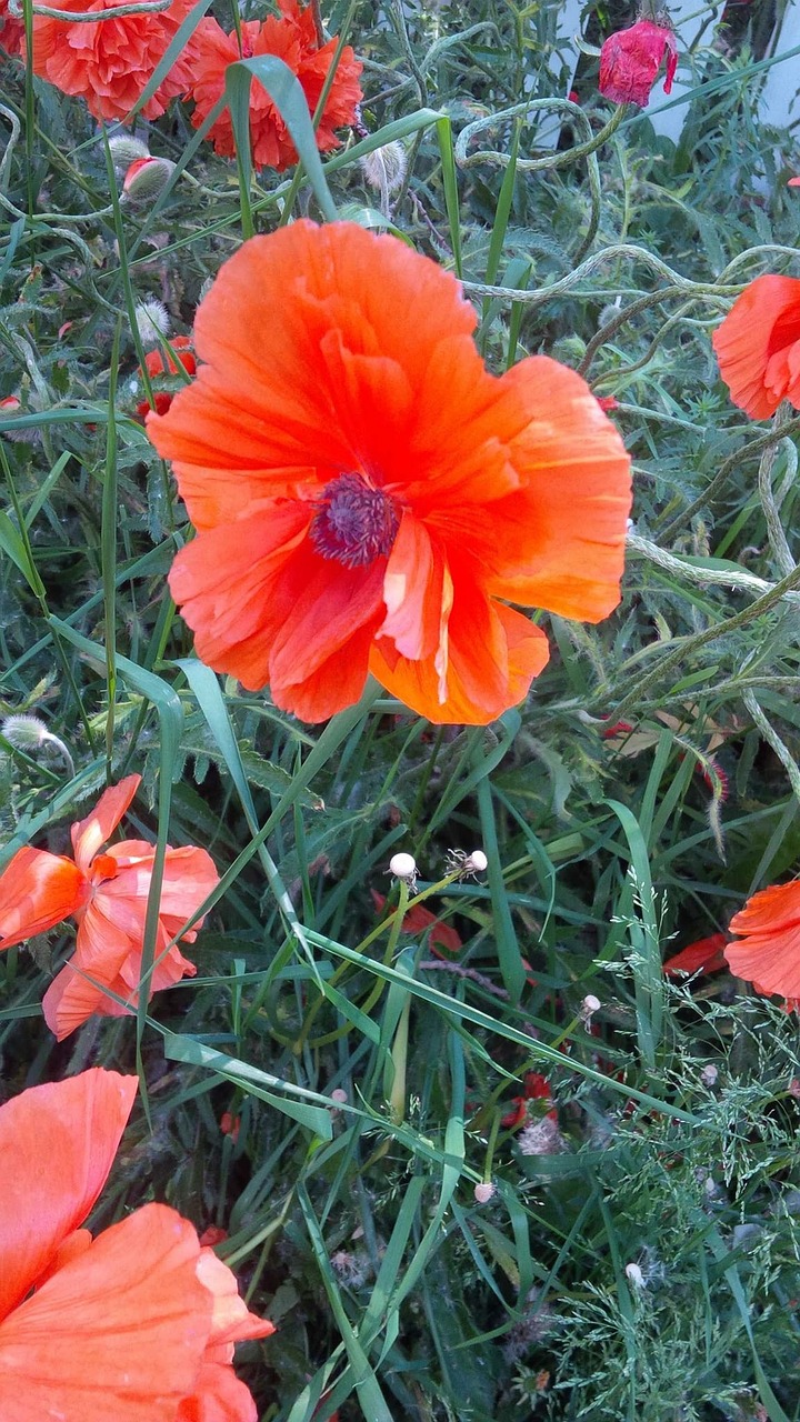 Colorado, Laukas, Gamta, Aguona, Gėlė, Wildflower, Pavasaris, Nemokamos Nuotraukos,  Nemokama Licenzija