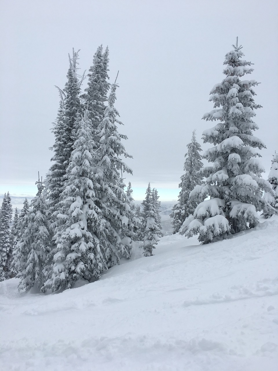 Colorado, Medžiai, Pušis, Gamta, Uolingas, Miškas, Vaizdingas, Kraštovaizdis, Kalnas, Parkas