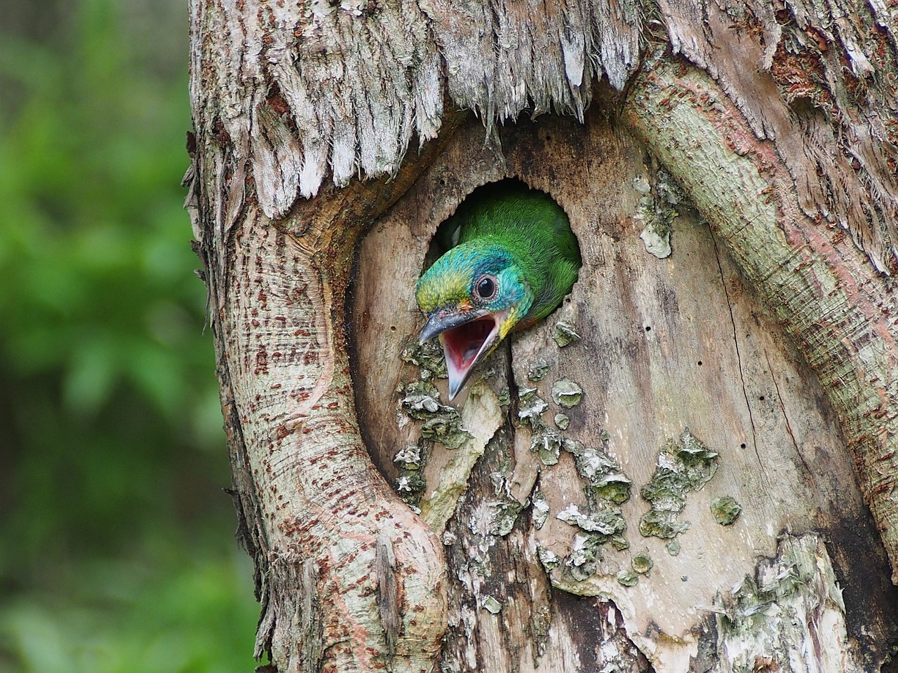 Spalvoti Paukščiai, Nestling, Vienuolis, Mülerio Kruopas, Nemokamos Nuotraukos,  Nemokama Licenzija