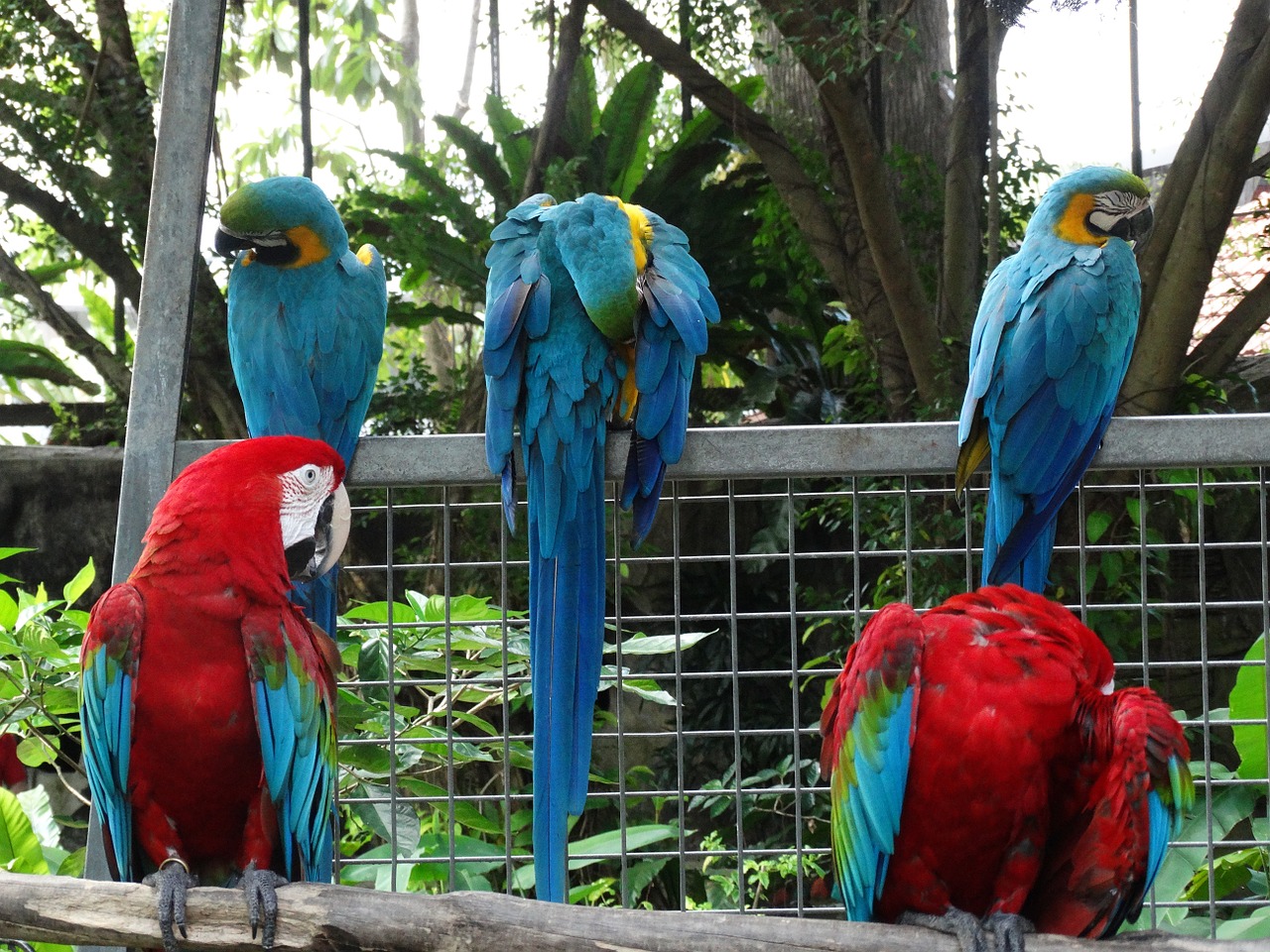 Spalvinga, Macaw, Paukštis, Nemokamos Nuotraukos,  Nemokama Licenzija