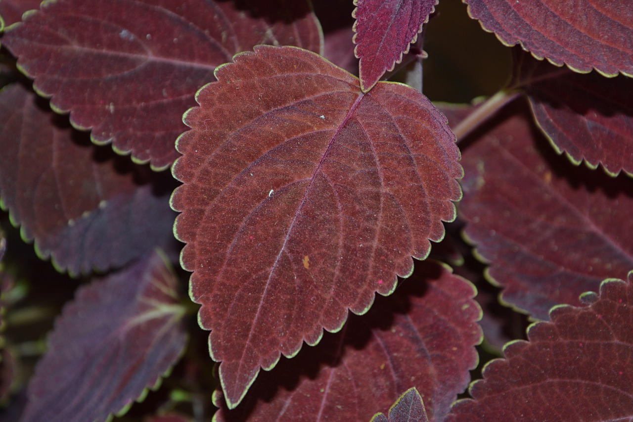 Spalvingos Dilgėlės, Krapai, Augalas, Lapų Augalas, Lamiaceae, Diterpene Scutellarioides, Nemokamos Nuotraukos,  Nemokama Licenzija