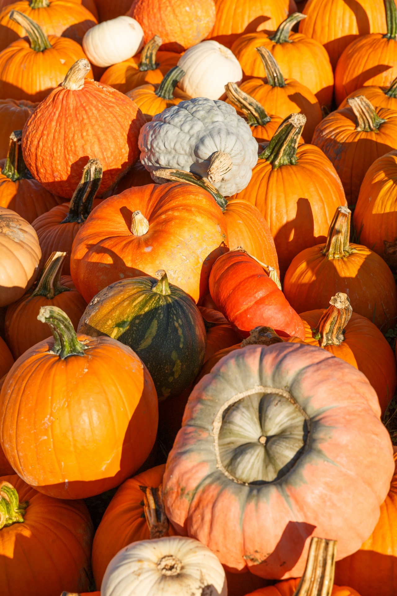 Žemdirbystė,  Ruduo,  Fonas,  Spalvinga,  Kritimas,  Ūkis,  Maistas,  Šviežias,  Halloween,  Derlius