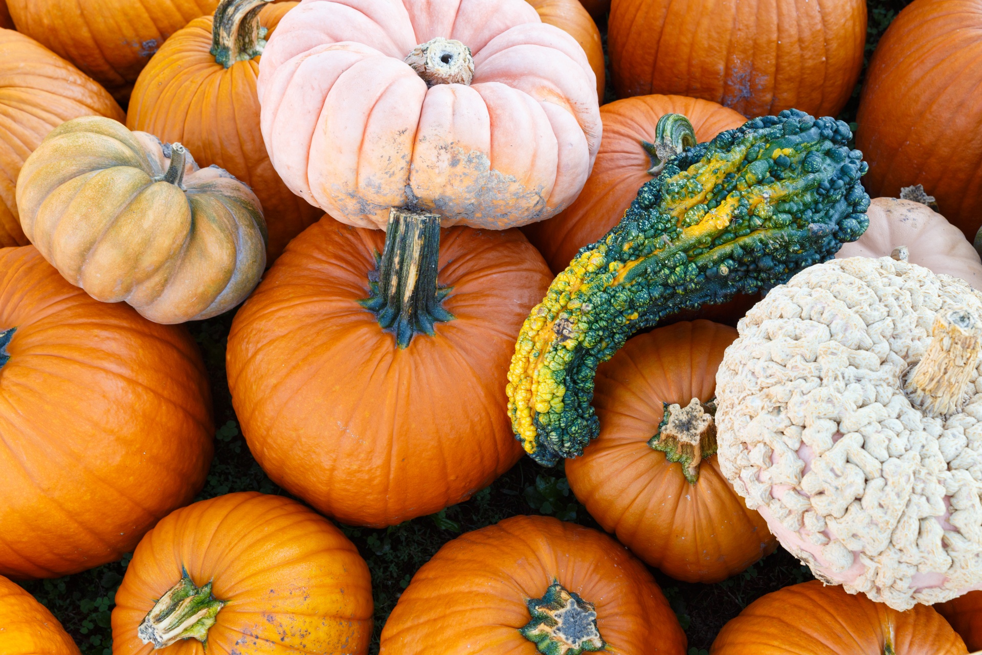 Žemdirbystė,  Ruduo,  Fonas,  Spalvinga,  Kritimas,  Ūkis,  Maistas,  Šviežias,  Halloween,  Derlius