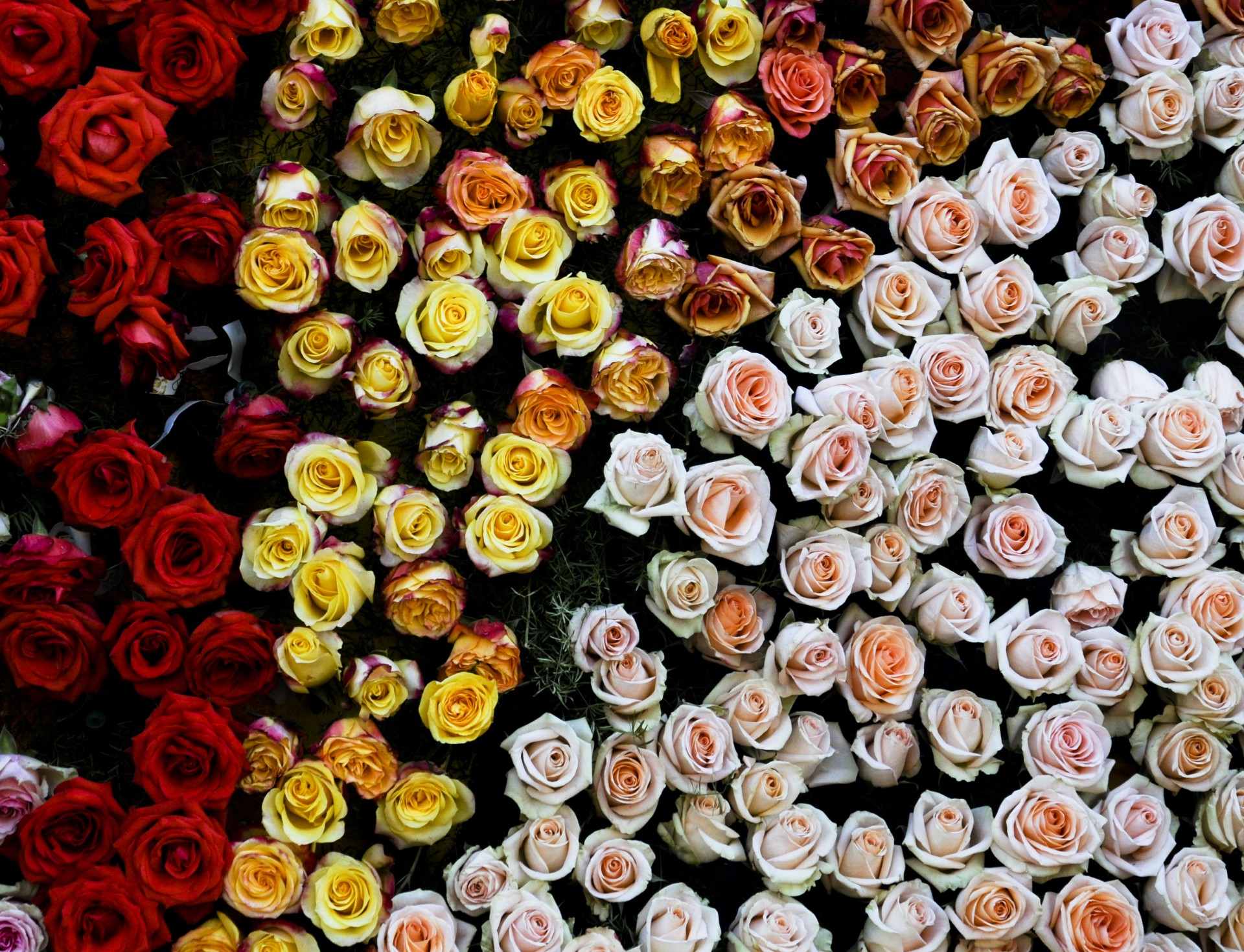 Rožė,  Rožės,  Gėlės,  Fonas,  Pumpurai,  Raudona,  Geltona,  Rožinis,  Tapetai,  Tekstūra