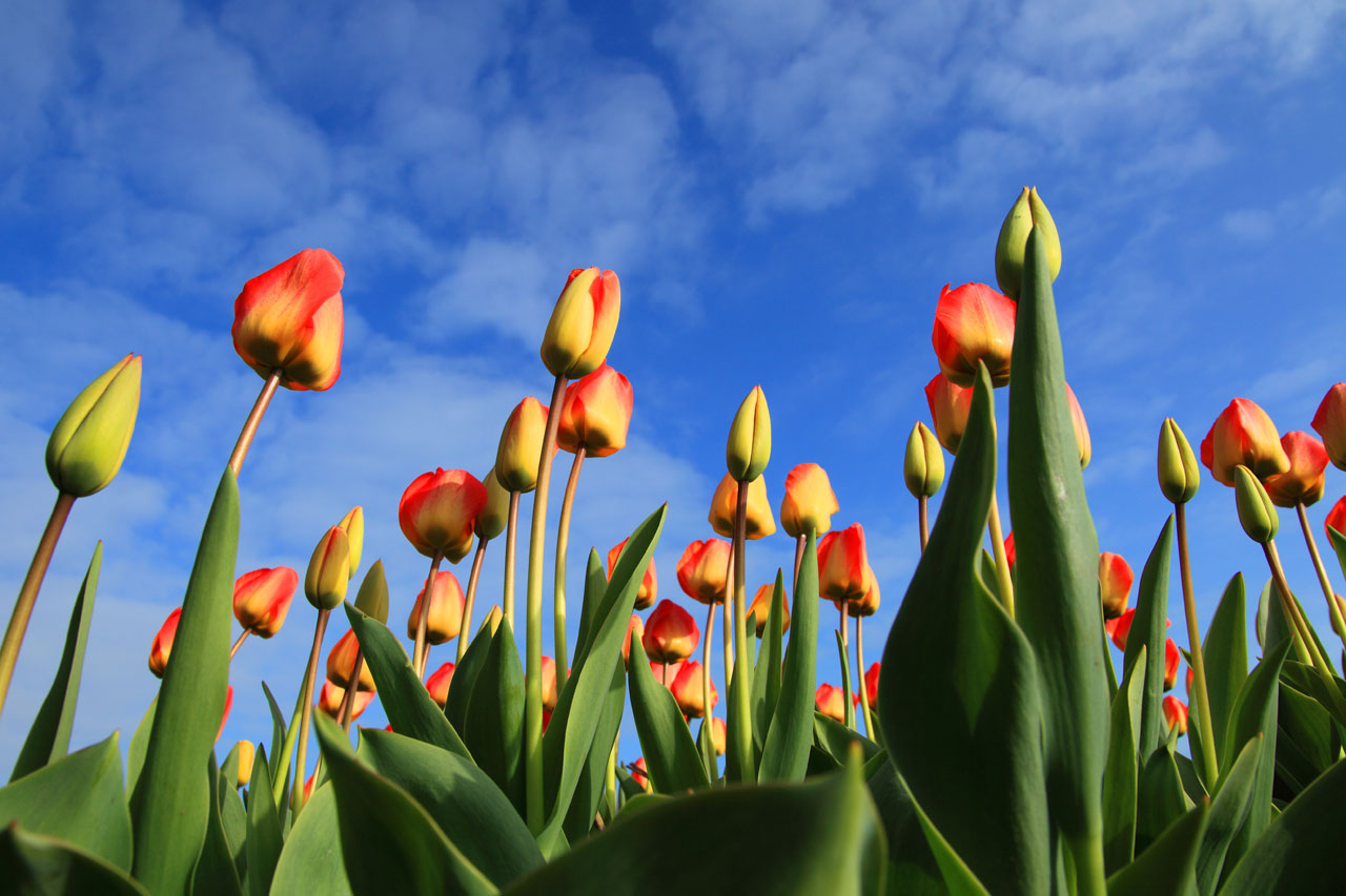 Tulpės,  Tulpė,  Laukas,  Laukai,  Raudona,  Fonas,  Keukenhof,  Tapetai,  Gėlė,  Gėlės