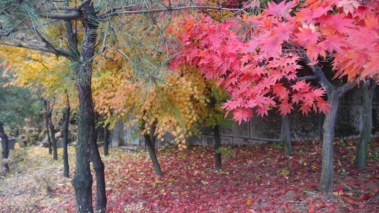 Spalvoti Medžiai, Pietų Korėja, Ruduo, Taikus, Nemokamos Nuotraukos,  Nemokama Licenzija