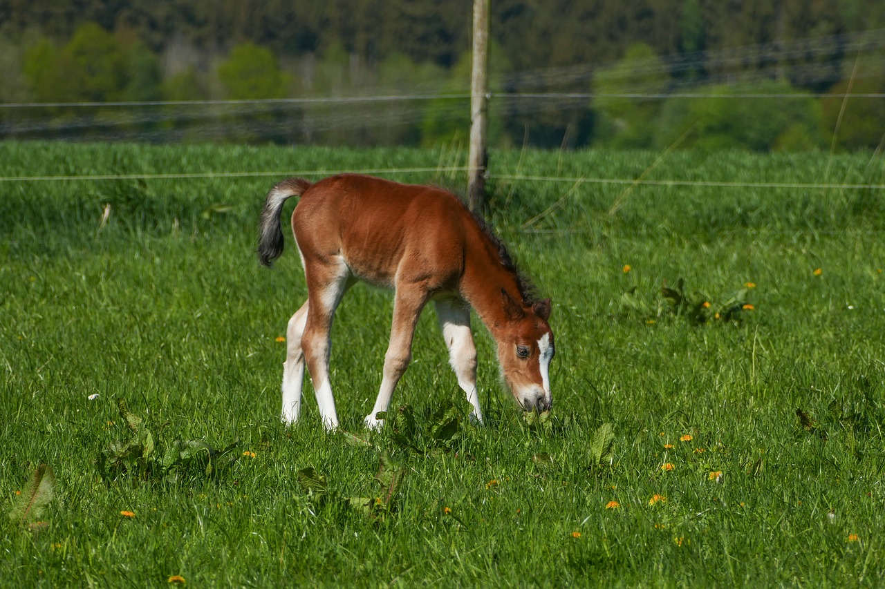 Colt Naršymas,  Ponis Jauniklio,  Rudi,  Balti Batai,  Blaze Balta,  Žolė,  Žinduolis,  Gyvūnas,  Pieva, Nemokamos Nuotraukos