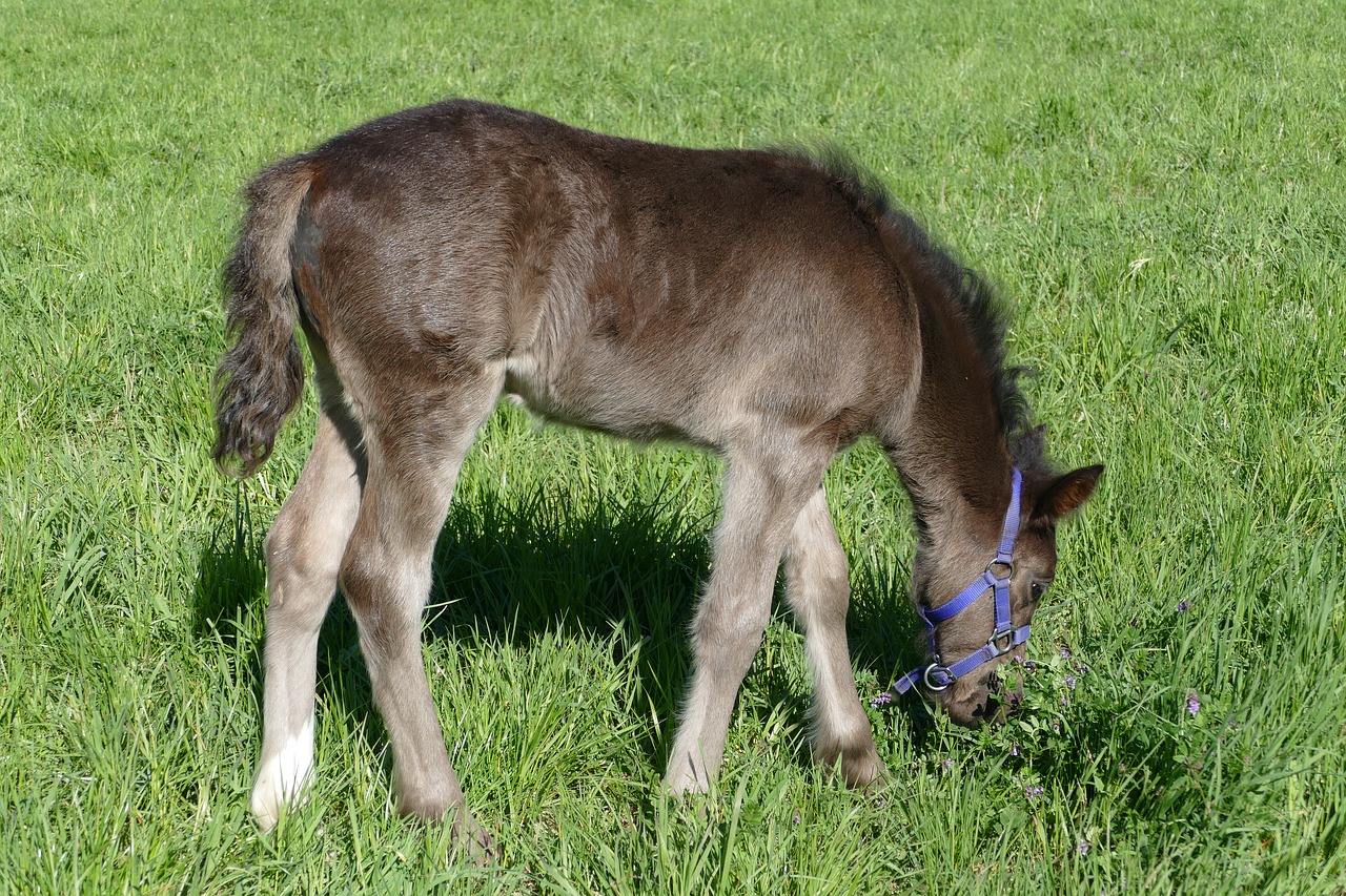 Colt Naršymas,  Tamsiai Pilka,  Paddock,  Ganyklos,  Meadow,  Vien,  Pavasaris,  Vasara, Nemokamos Nuotraukos,  Nemokama Licenzija