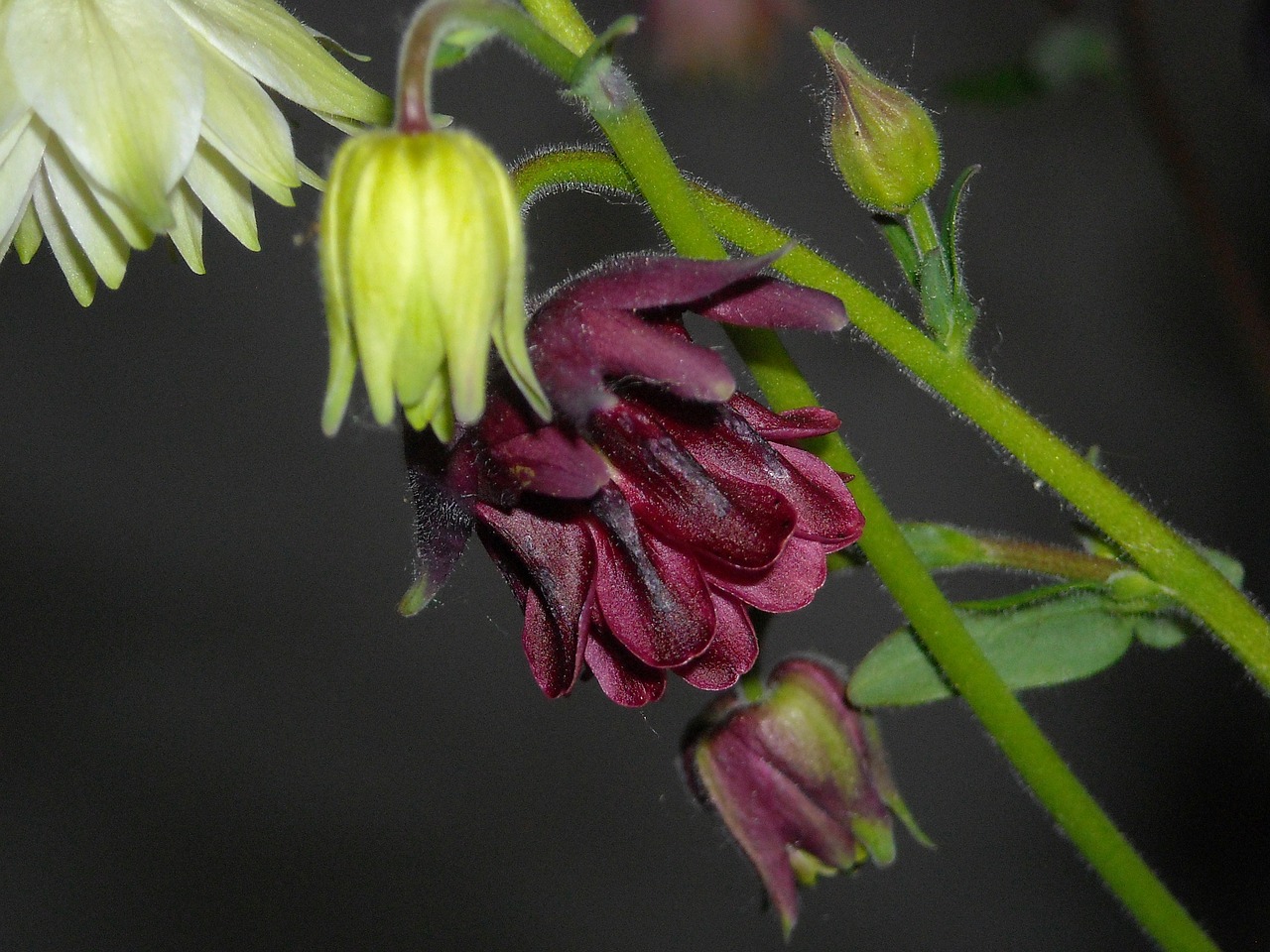 Kolumbinas, Sodas, Žiedas, Žydėti, Gamta, Pavasaris, Augalas, Violetinė, Gėlė, Schnittblume