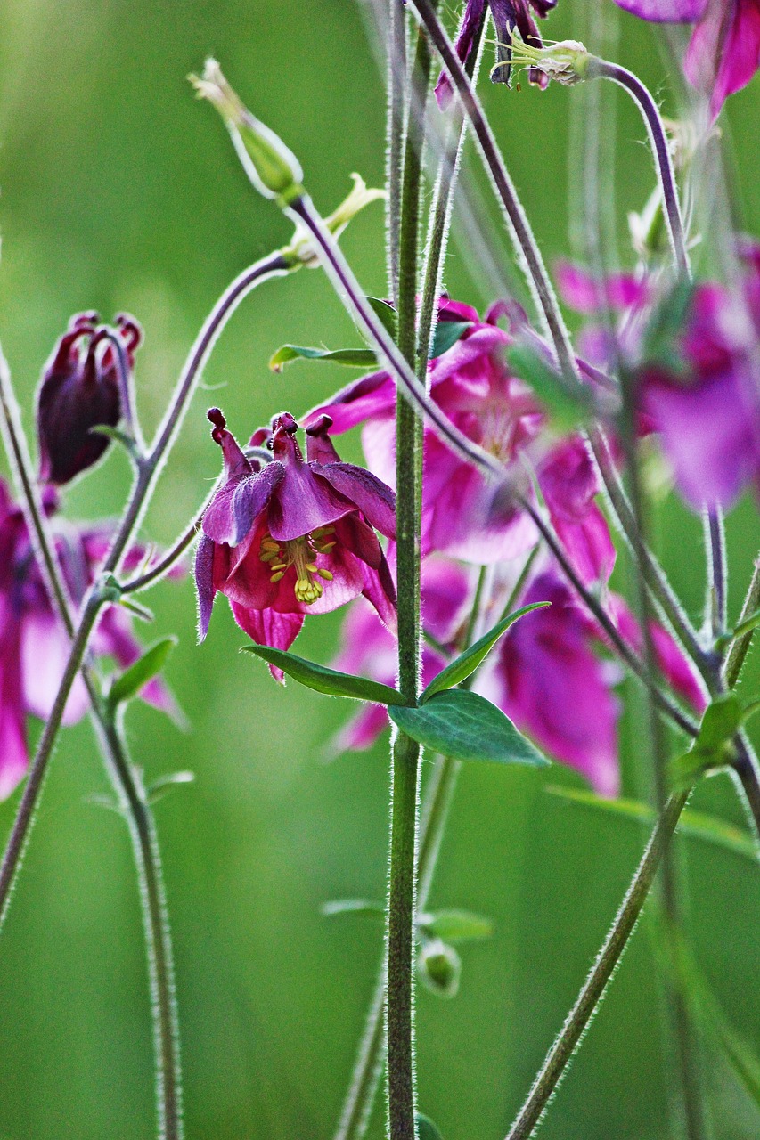 Kolumbinas, Violetinė, Žiedas, Žydėti, Augalas, Gamta, Sodas, Tamsiai Violetinė, Vasara, Žydėti